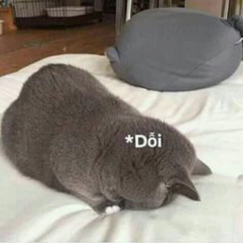 hình ảnh động vật hài hước về tình yêu