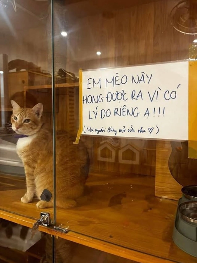 Hình ảnh giải thích meme mèo là gì với chú mèo đang trầm ngâm