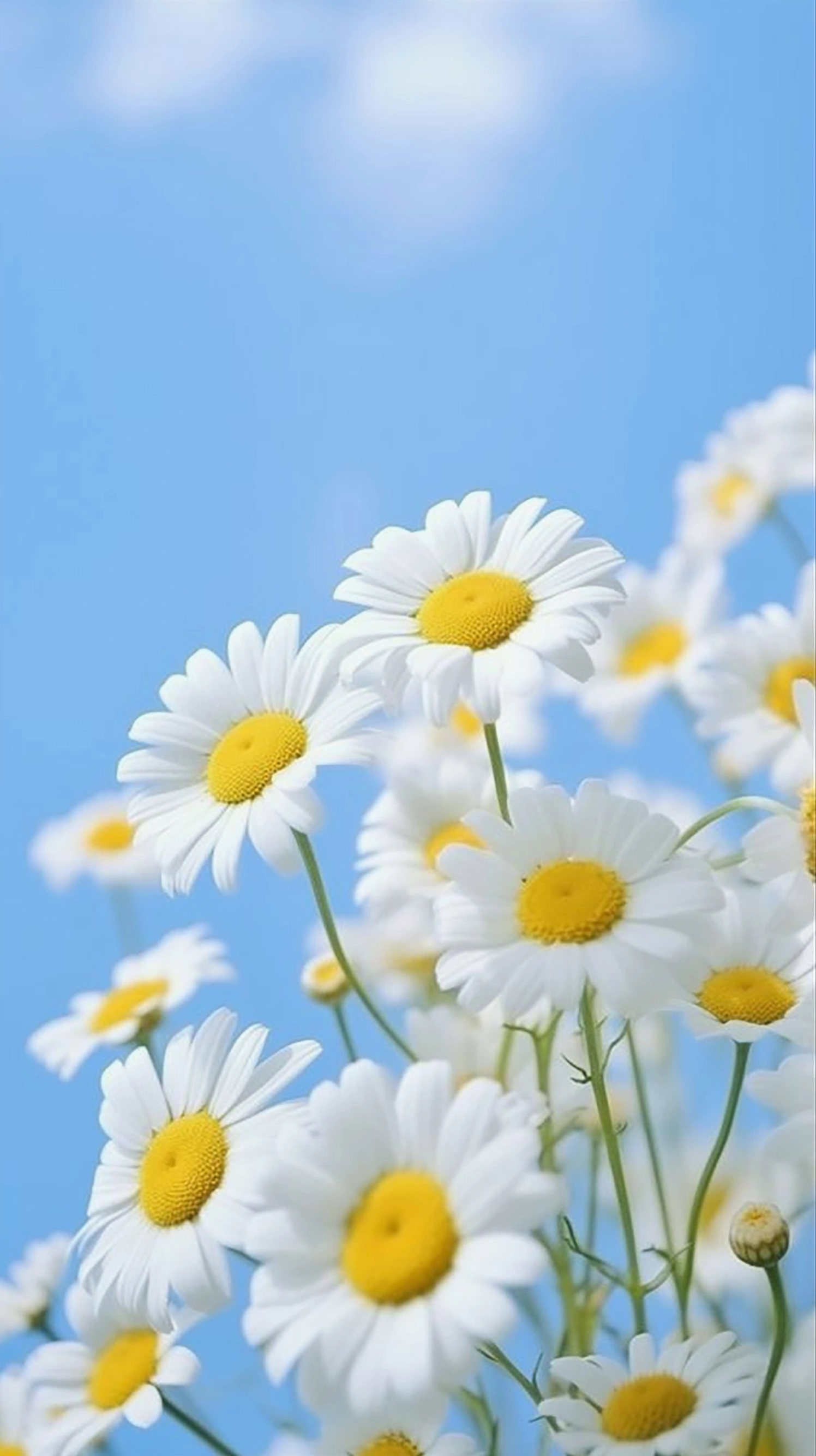 Hình ảnh hoa cúc trắng nền đen cực nét mang vẻ buồn tĩnh lặng