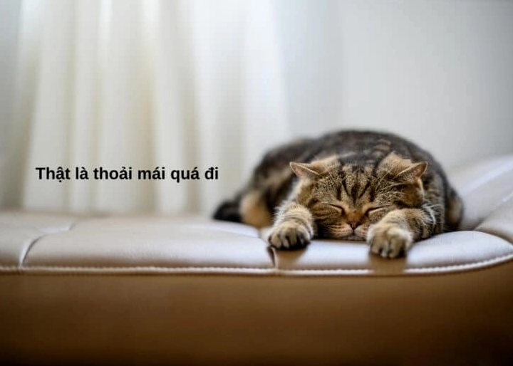 hình ảnh meme mèo chúc ngủ ngon đáng yêu