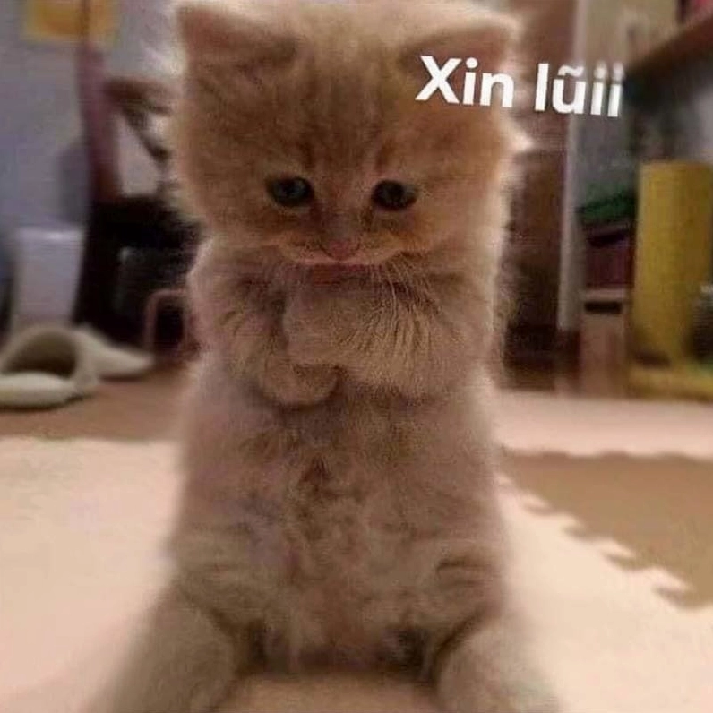 Hình ảnh meme mèo xin lỗi đáng yêu
