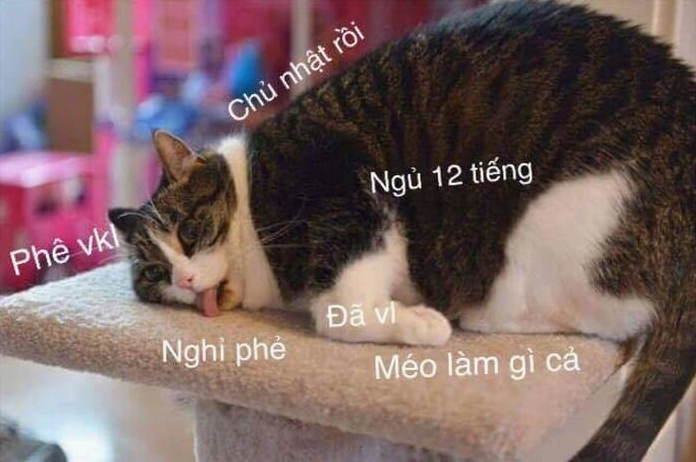 hình ảnh mèo ngủ dễ thương hài vui