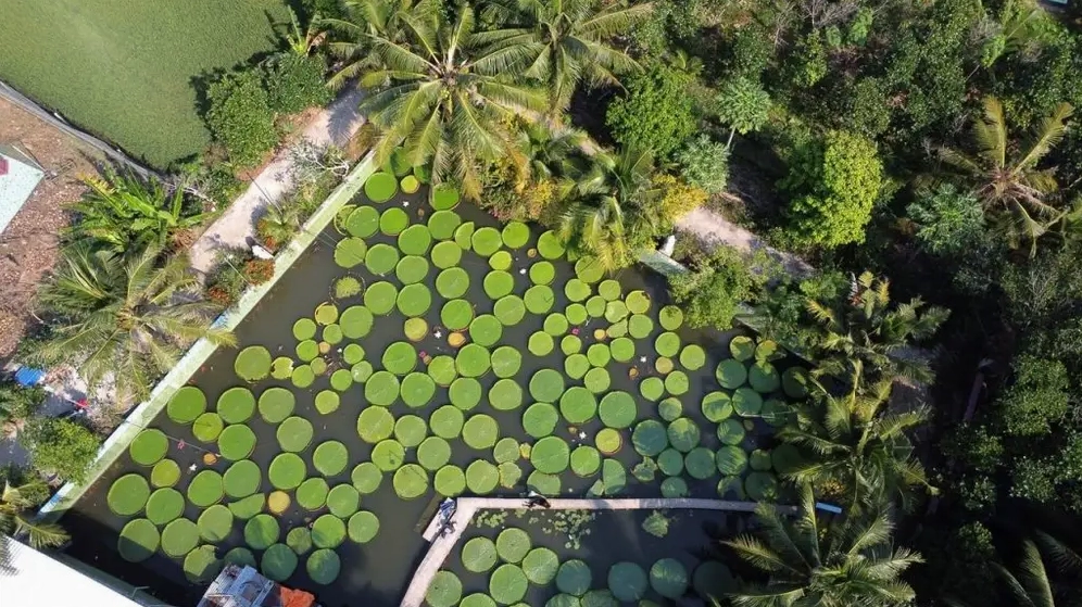 Hình ảnh những chiếc lá sen khổng lồ vươn mình trên mặt nước tĩnh lặng tại chùa Phước Kiển Đồng Tháp