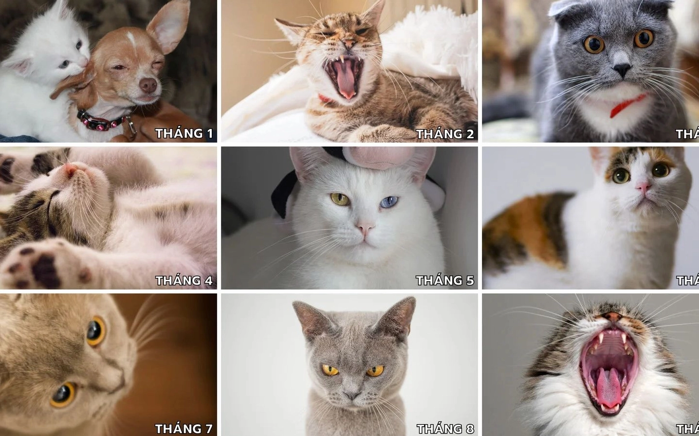 hình chế bựa bĩu môi