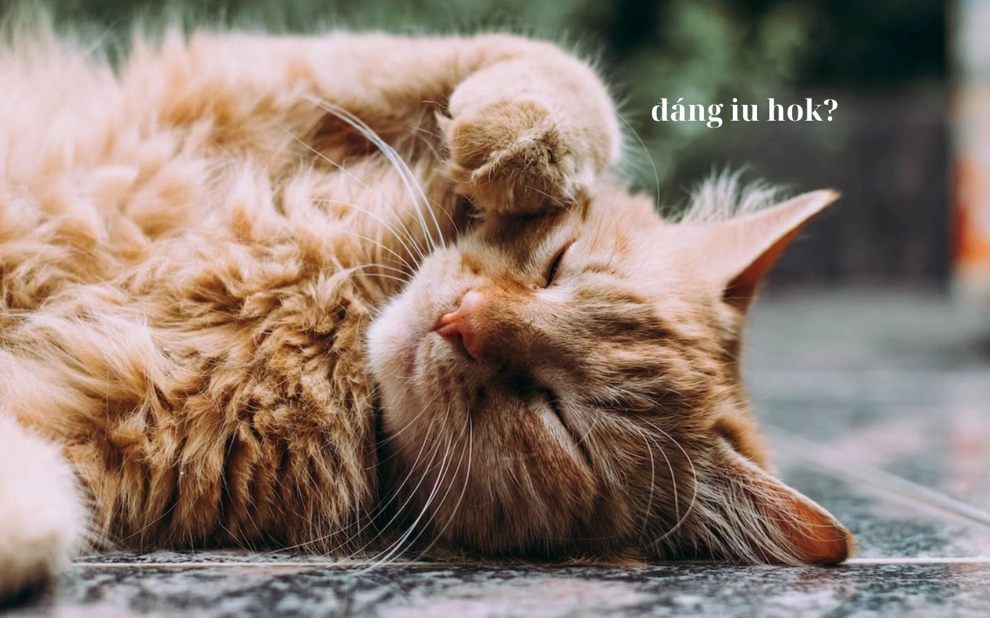 hình chế bựa vuốt tóc