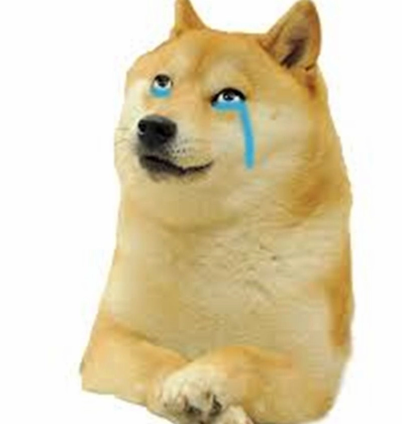 Hình chó hếch mõm thách thức