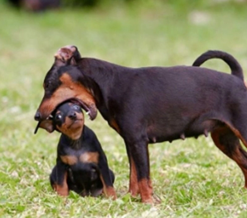 Hình chó nhe răng cắn yêu