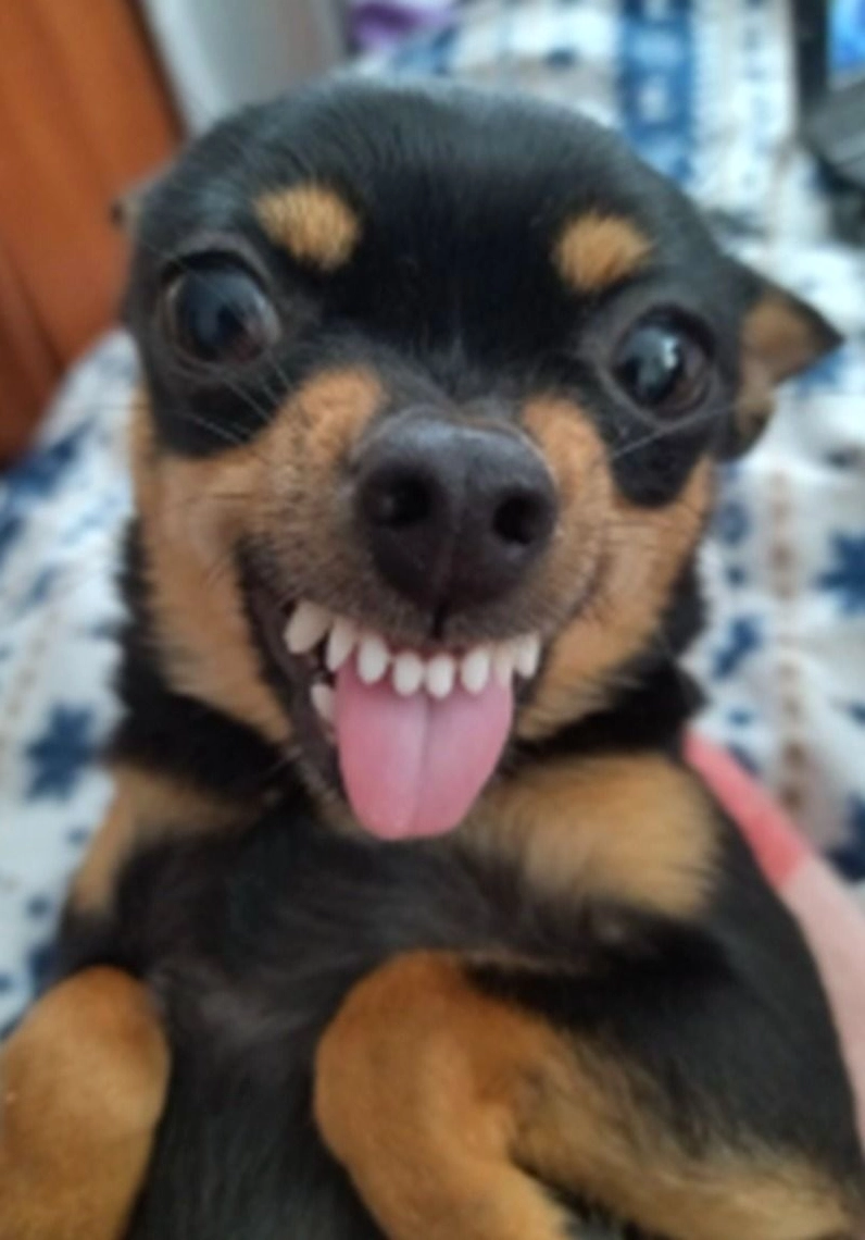 Hình meme chó đang thút thít