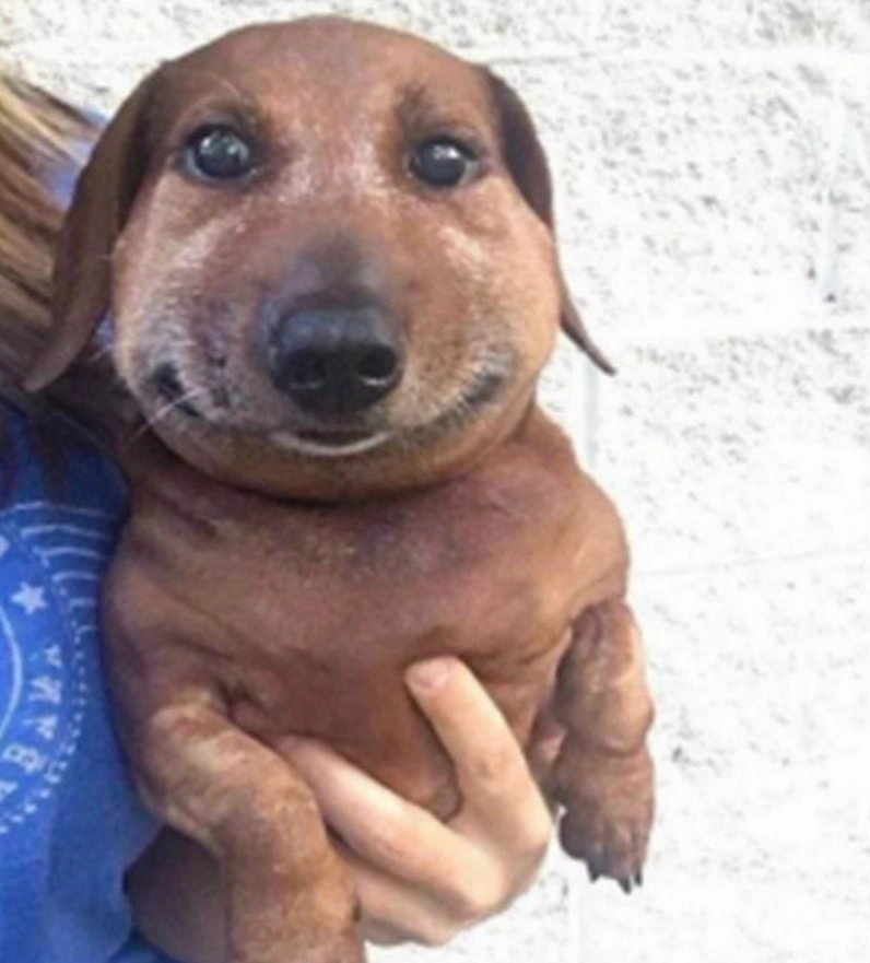 Hình meme cún cưng đang liếc mắt khinh bỉ