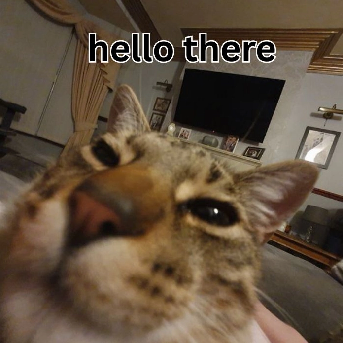 Hình meme hello mèo xinh xắn