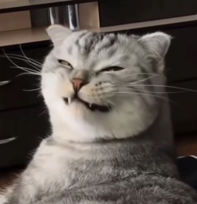 Hình meme mèo bựa biểu cảm buồn cười