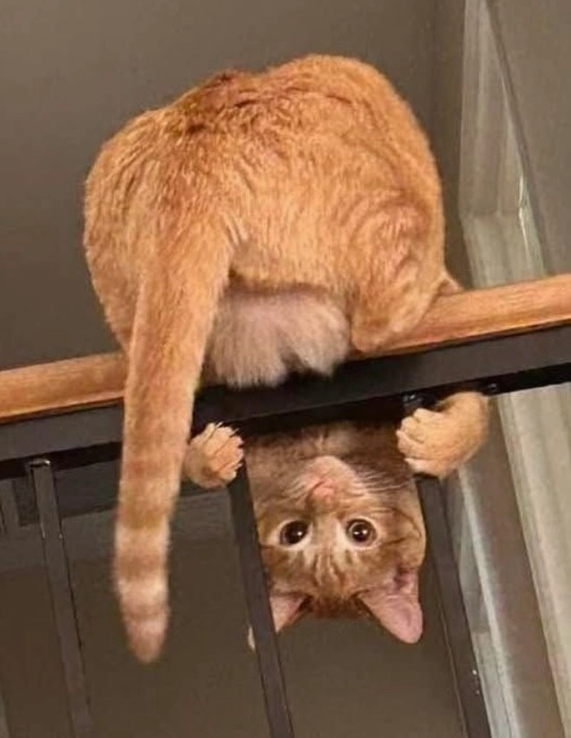 Hình meme mèo bựa quậy phá đồ đạc tung tóe