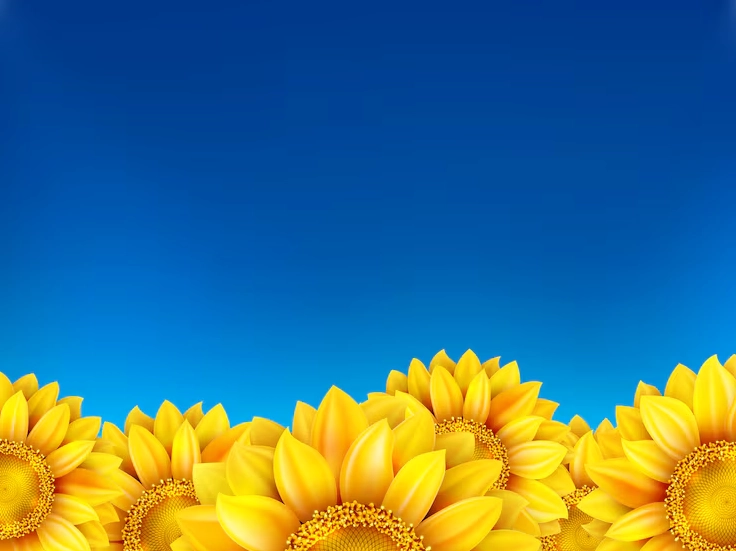 Hình nền cánh đồng hoa hướng dương và bầu trời xanh 4k sắc nét