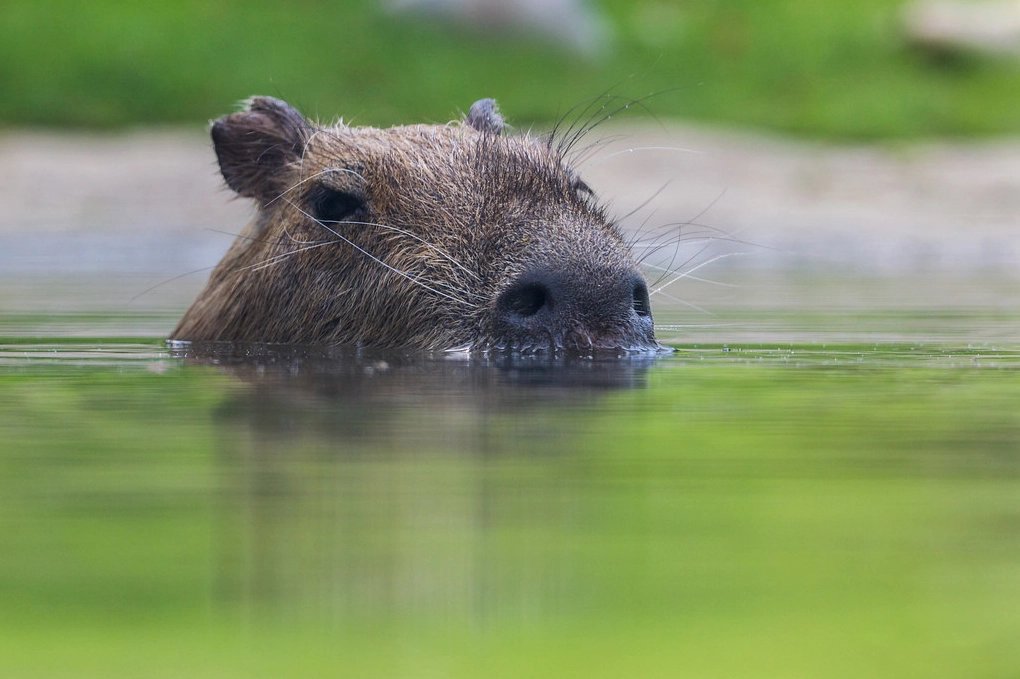 Hình nền capybara đang bơi lội dưới nước mát mẻ sắc nét cho PC