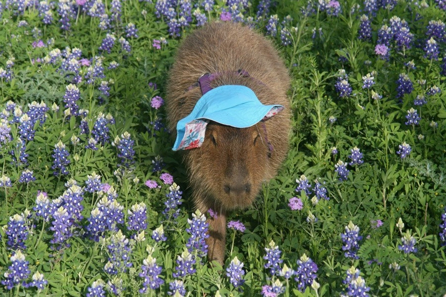 Hình nền capypara đội mũ