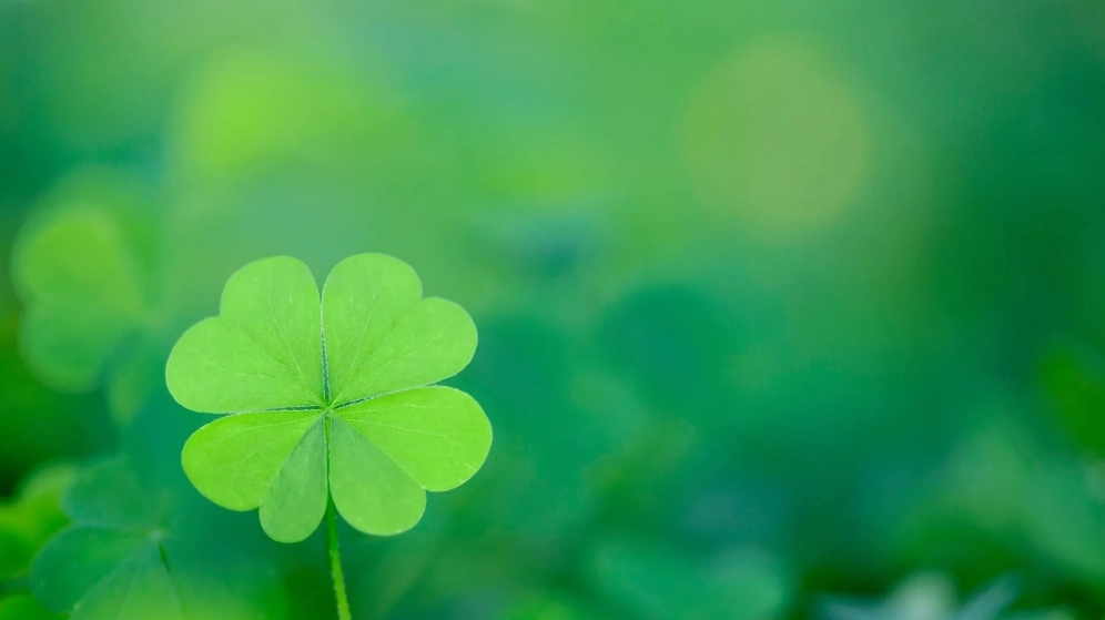 Hình nền cỏ 4 lá cho máy tính giúp tăng năng lượng tích cực mỗi ngày
