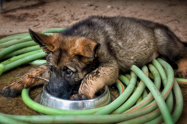 Hình nền con chó cute giống Shepherd Đức dễ thương chất lượng cao cho điện thoại