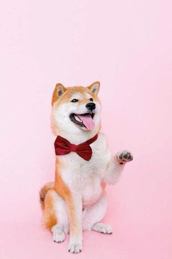 Hình nền cute cho điện thoại cảm ứng tối ưu không gian hiển thị