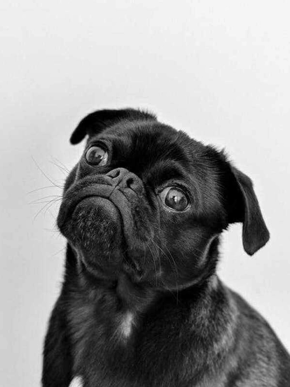 Hình nền cute cho máy tính với kích thước ngang chuẩn xác