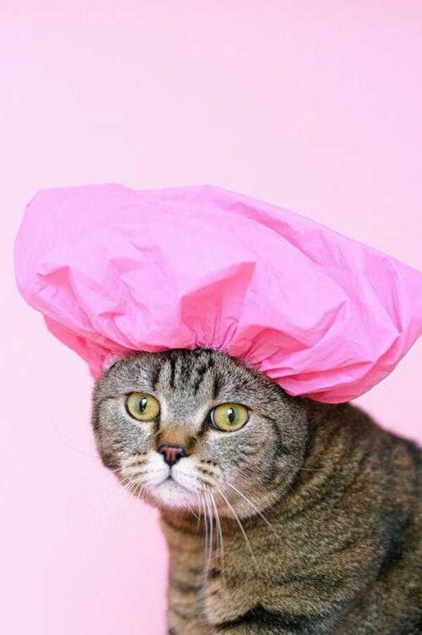 Hình nền cute máy tính độ phân giải Full HD sắc nét