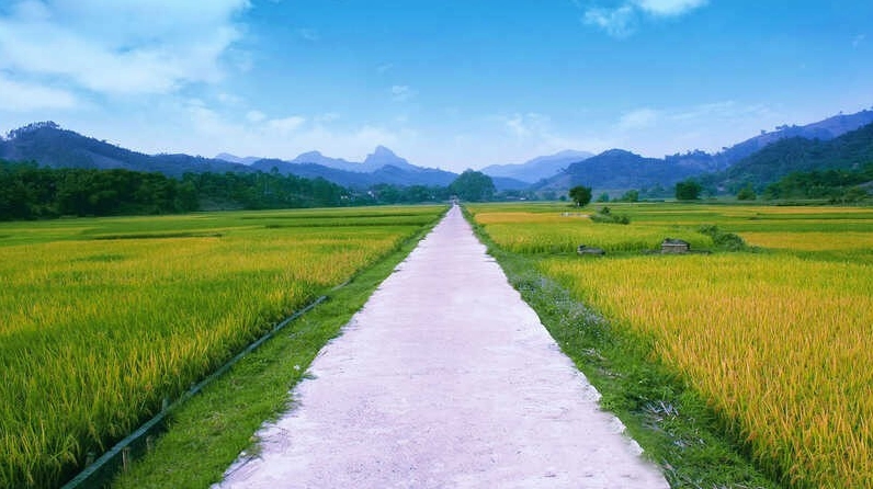 Hình nền đen trắng thiên nhiên cánh đồng lúa thanh bình chốn làng quê