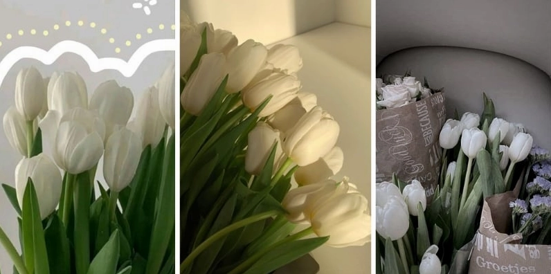 Hình nền điện thoại hoa tulip trắng tinh khôi thanh lịch tối giản và cực kỳ bắt mắt