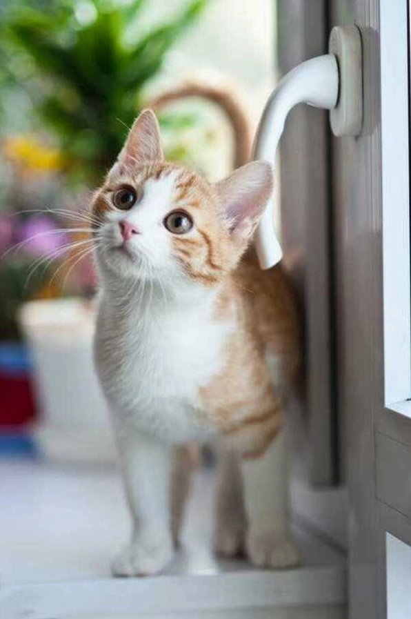 Hình nền đt cute phù hợp với nhiều dòng smartphone hiện nay