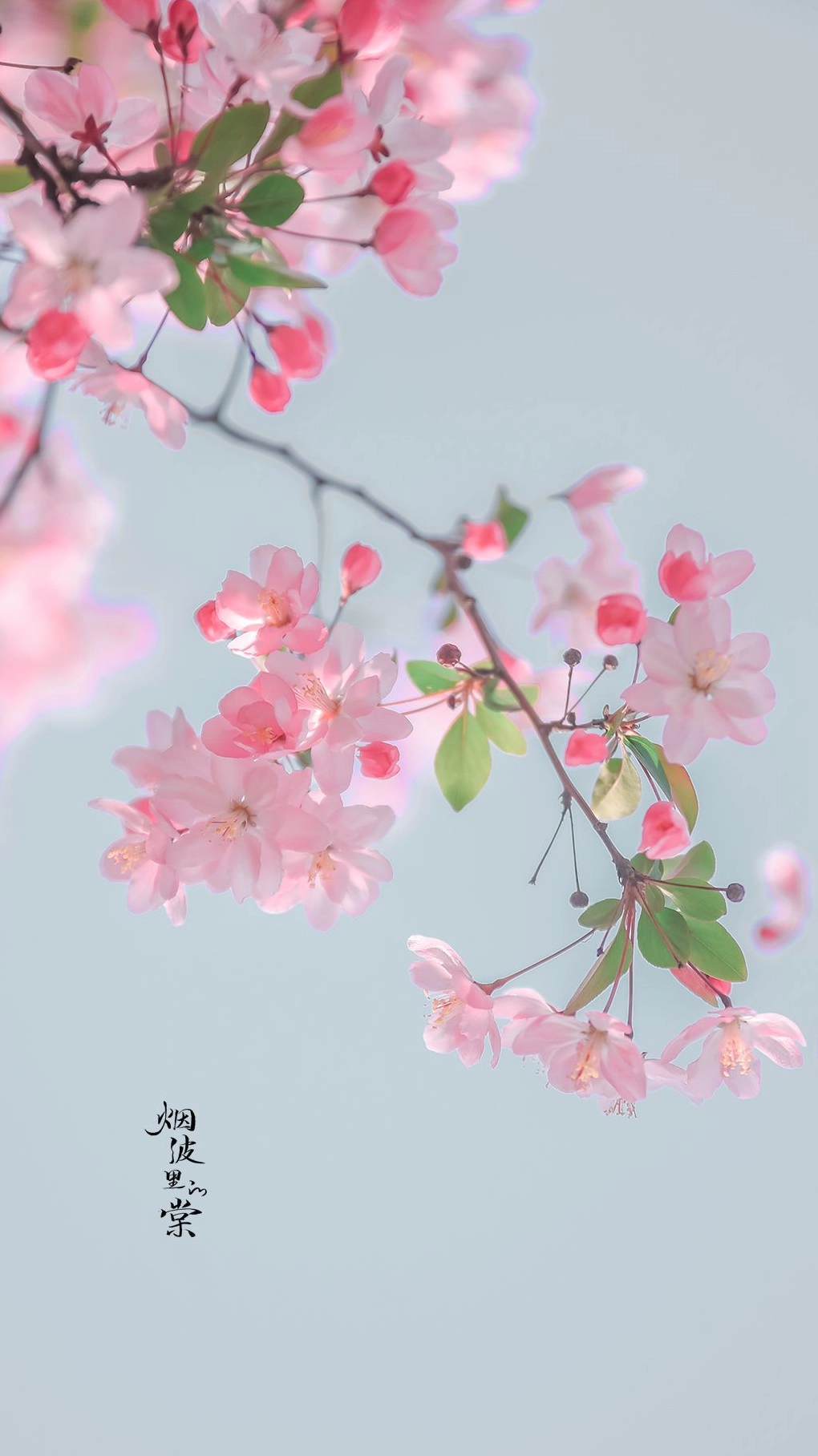 Hình nền hoa anh đào 4K chất lượng cao với khung cảnh lãng mạn thơ mộng