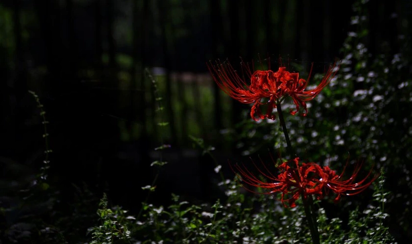 Hình nền hoa bỉ ngạn 4K cho máy tính phong cảnh rộng lớn