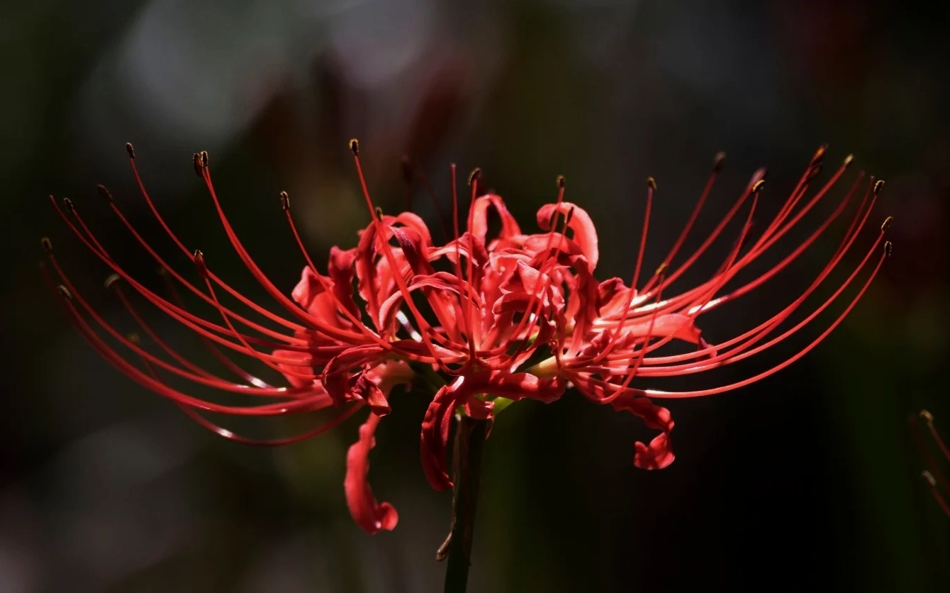 Hình nền hoa bỉ ngạn buồn anime đẹp ma mị cho màn hình máy tính