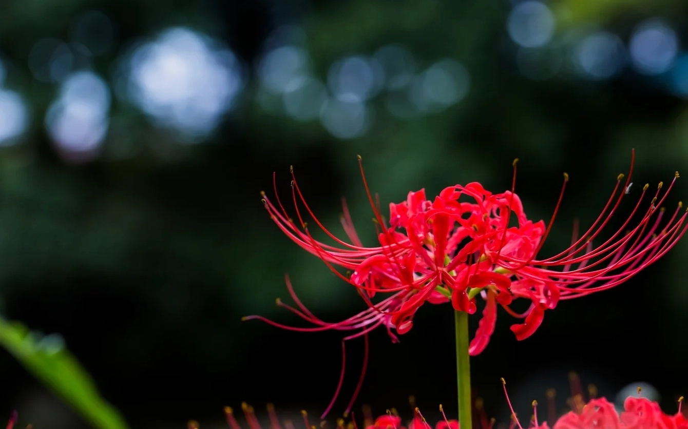 Hình nền hoa bỉ ngạn đẹp rực rỡ cho laptop máy tính sắc nét