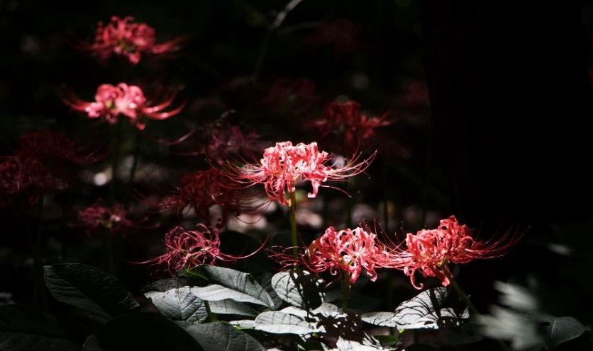 Hình nền hoa bỉ ngạn đỏ nét 4K siêu thực trên máy tính cực đẹp