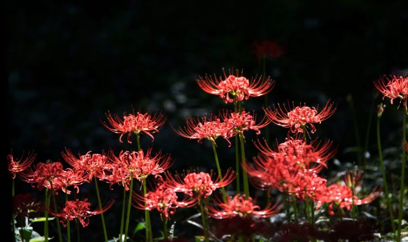 Hình nền hoa bỉ ngạn đỏ ý nghĩa sâu sắc chất lượng 4k sắc nét