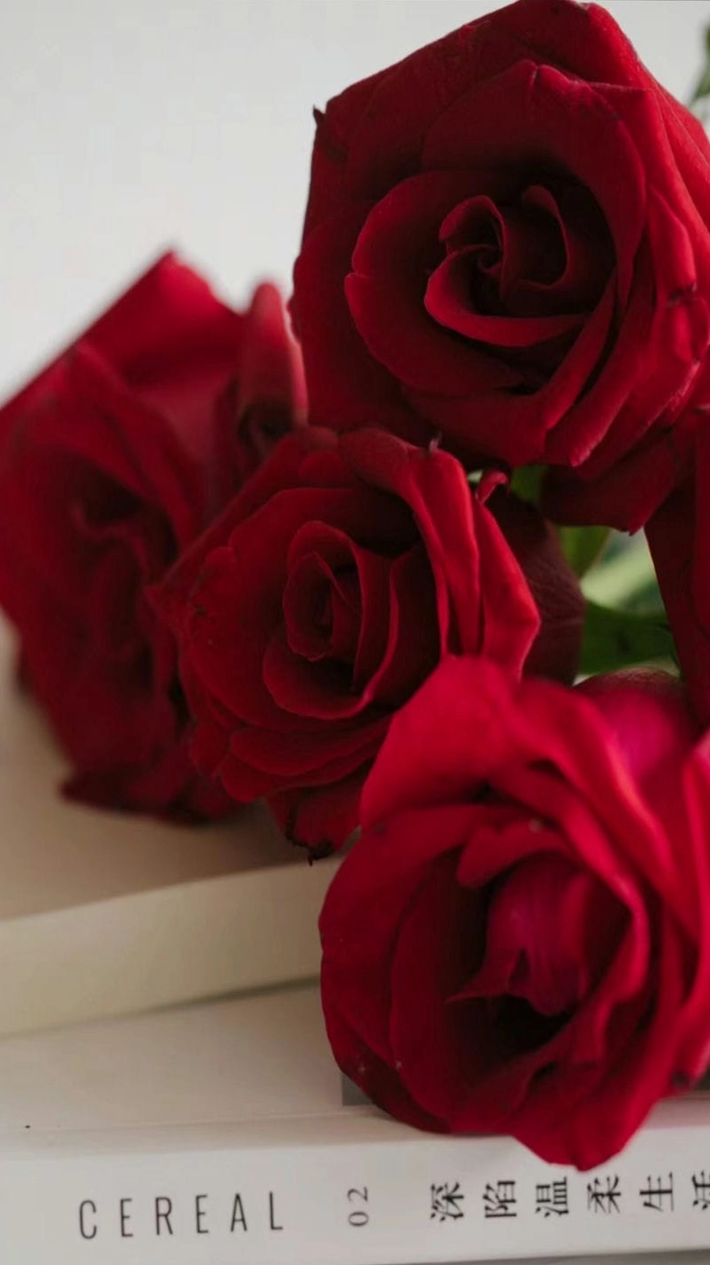 Hình nền hoa hồng đỏ nghệ thuật với màu sắc sắc nét chân thực