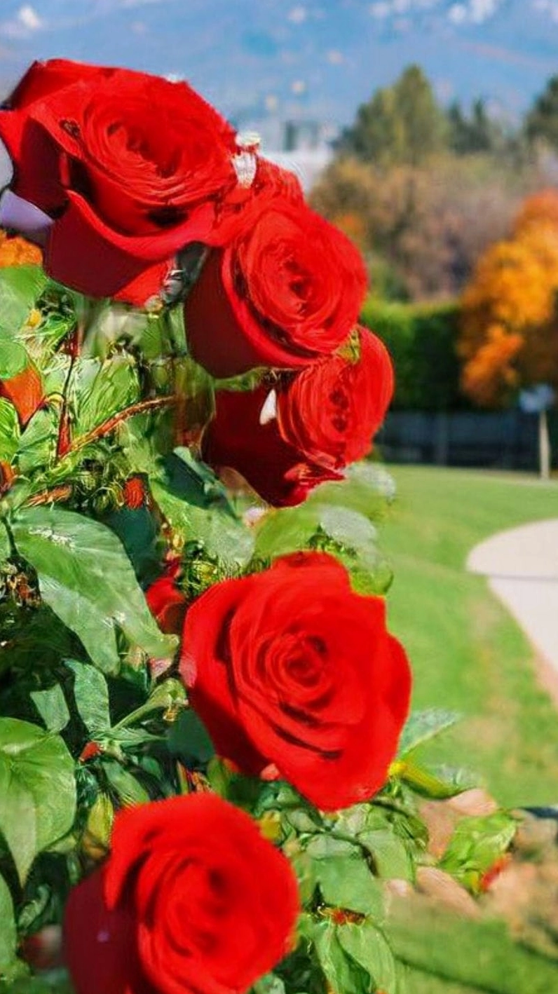 Hình nền hoa hồng đỏ rực rỡ nổi bật trên nền tối huyền bí