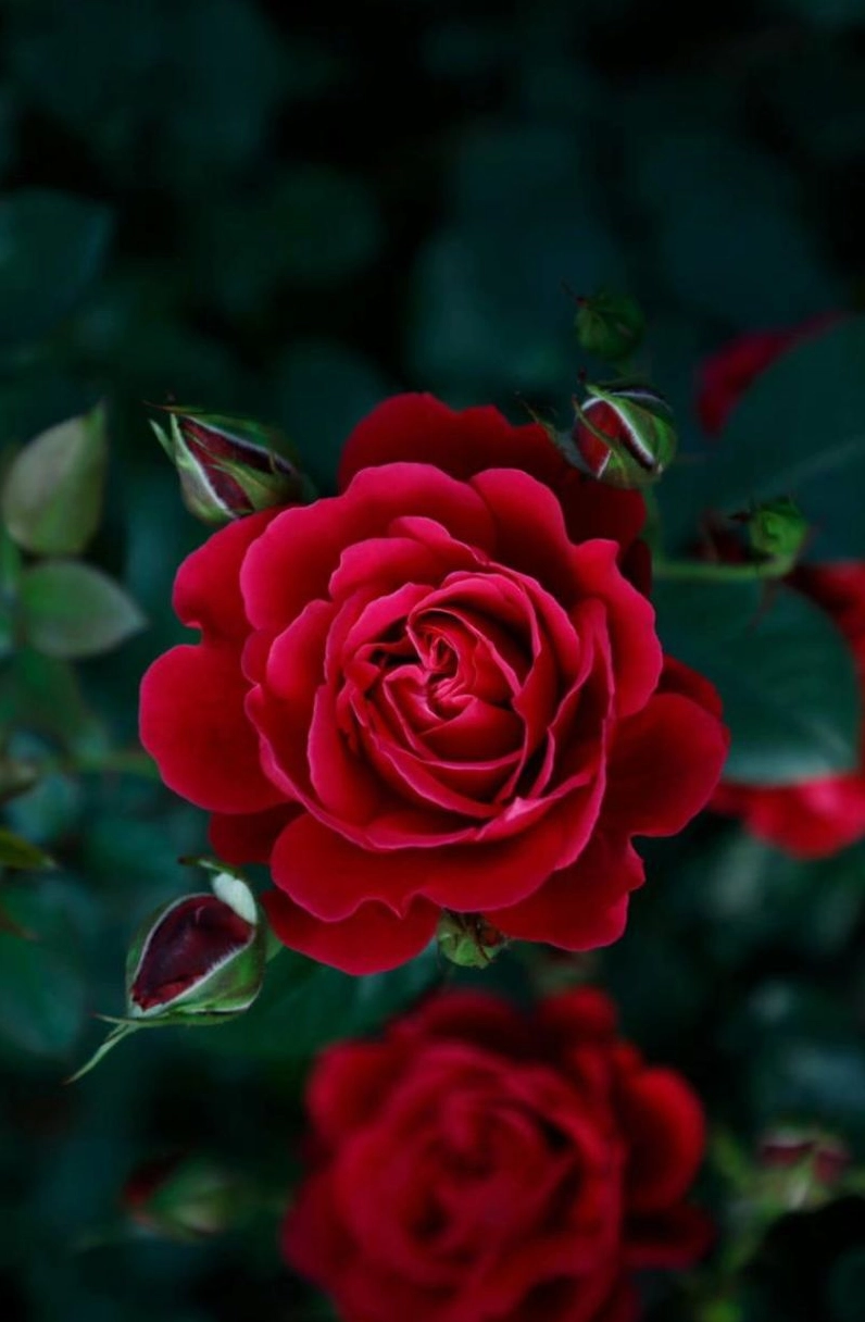 Hình nền hoa hồng đỏ tươi thắm chất lượng cao sắc nét dành cho điện thoại