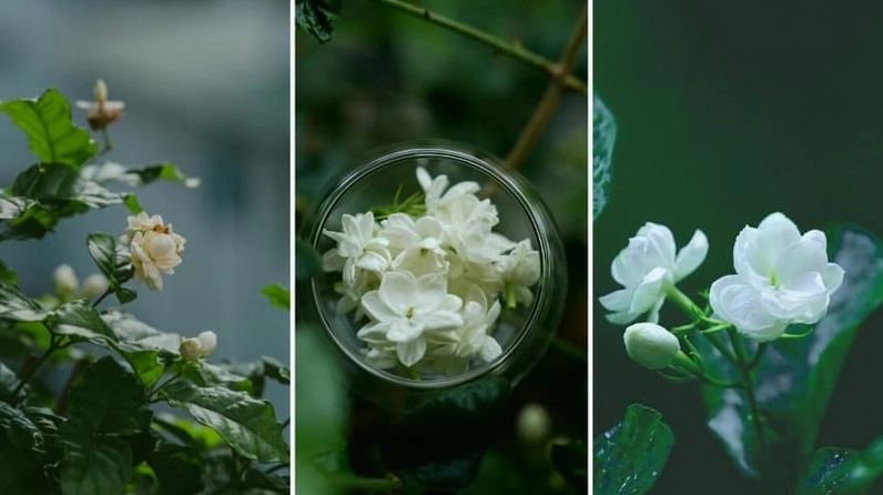 Hình nền hoa nhài dọc dành cho điện thoại chất lượng cao