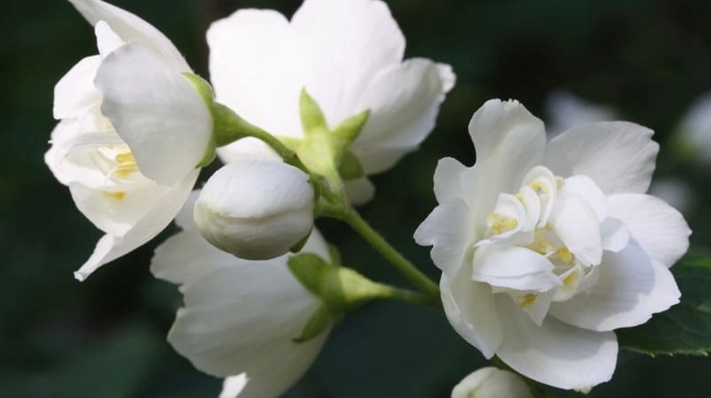 Hình nền hoa nhài trắng tinh khiết khoe sắc dưới ánh nắng mai