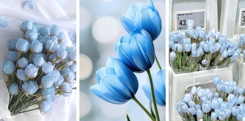 Hình nền hoa tulip tổng hợp cực kỳ đẹp mắt với chất lượng 4k sắc nét đỉnh cao cho thiết bị di động