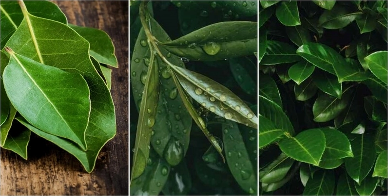 Hình nền lá nguyệt quế biểu tượng của sự thành công