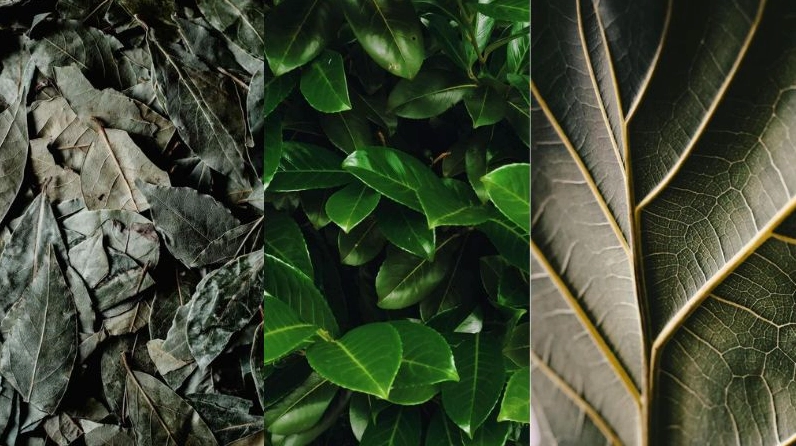 Hình nền lá nguyệt quế phong cách trừu tượng