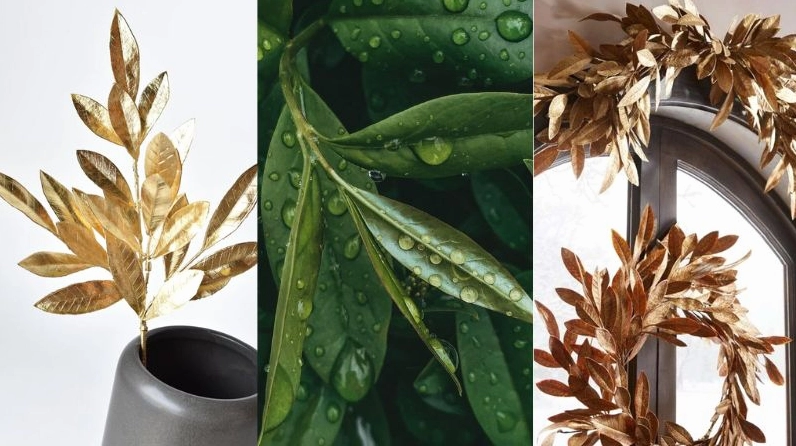 Hình nền lá nguyệt quế vẽ tay nghệ thuật