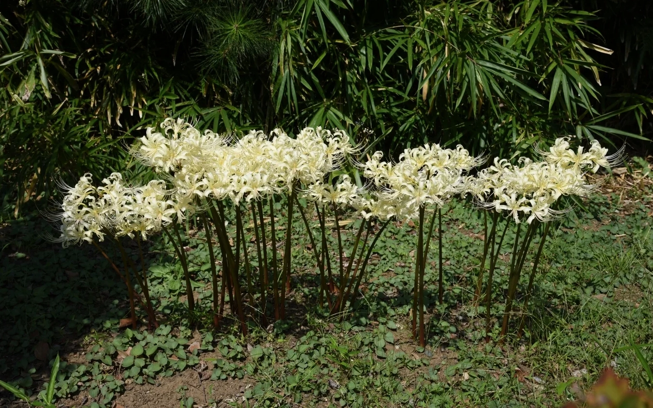 Hình nền laptop hoa bỉ ngạn độ tương phản cao sắc nét tuyệt đẹp