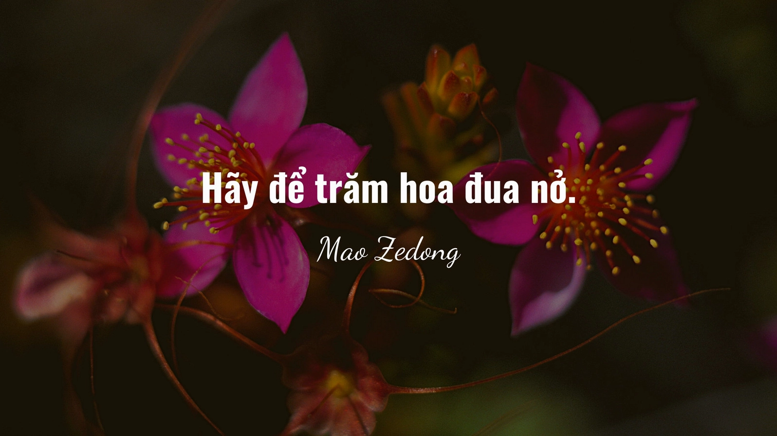 Hình nền máy tính chủ đề mùa xuân có hoa và báo giá nghệ thuật chất lượng HD tuyệt đẹp