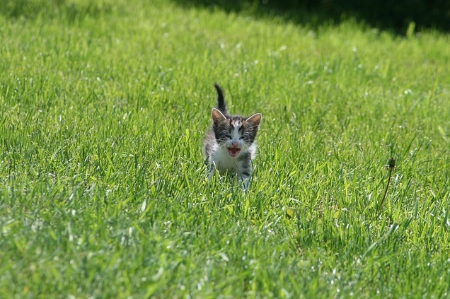 Hình nền mèo cute ngơ ngác đáng yêu chất lượng HD