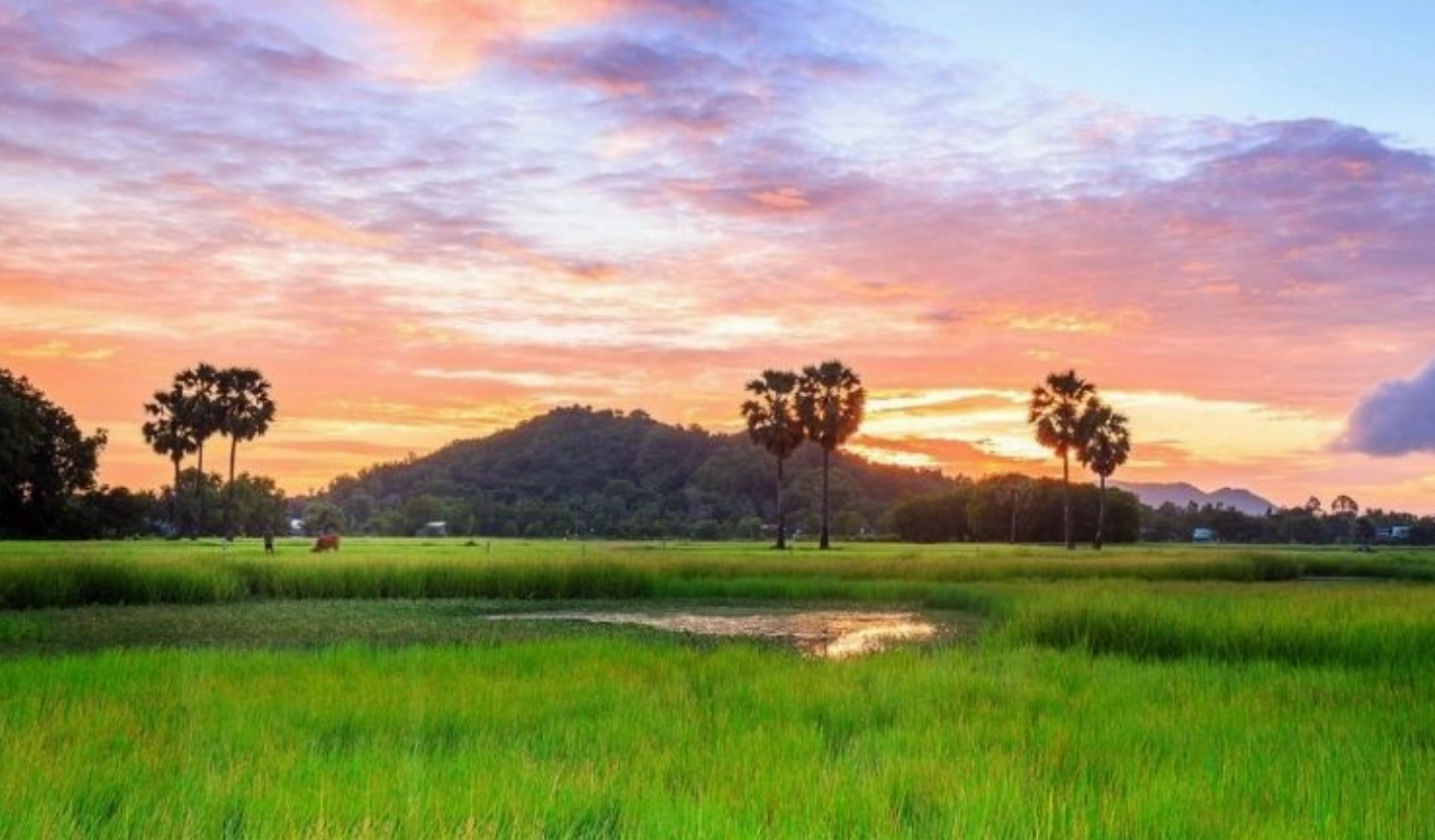 Hình nền phong cảnh thiên nhiên 4k cánh đồng dưới ánh hoàng hôn rực rỡ