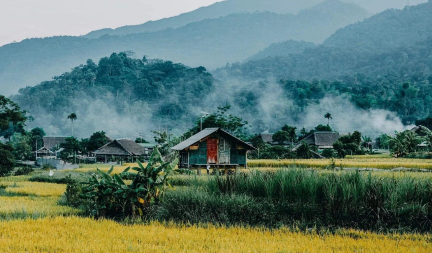 Hình nền thiên nhiên bao la rộng lớn của cánh đồng lúa đang thì con gái