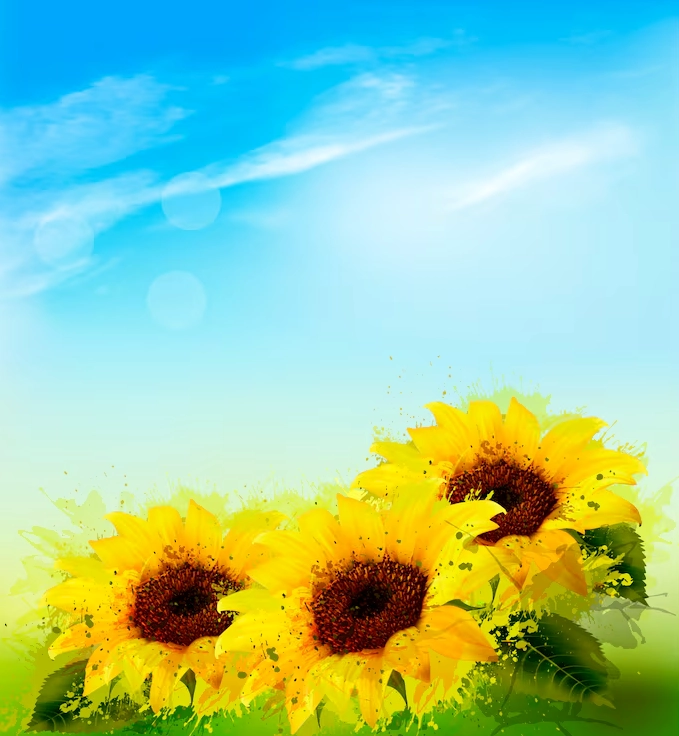 Hình nền thiên nhiên hoa hướng dương và bầu trời xanh đẹp lung linh