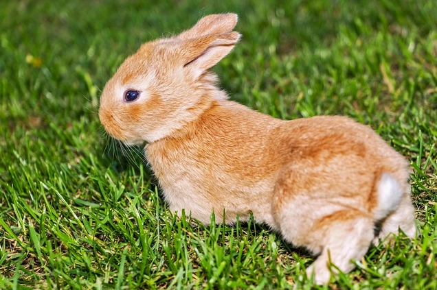 Hình nền thú cưng cute thỏ con gặm cỏ dễ thương sắc nét