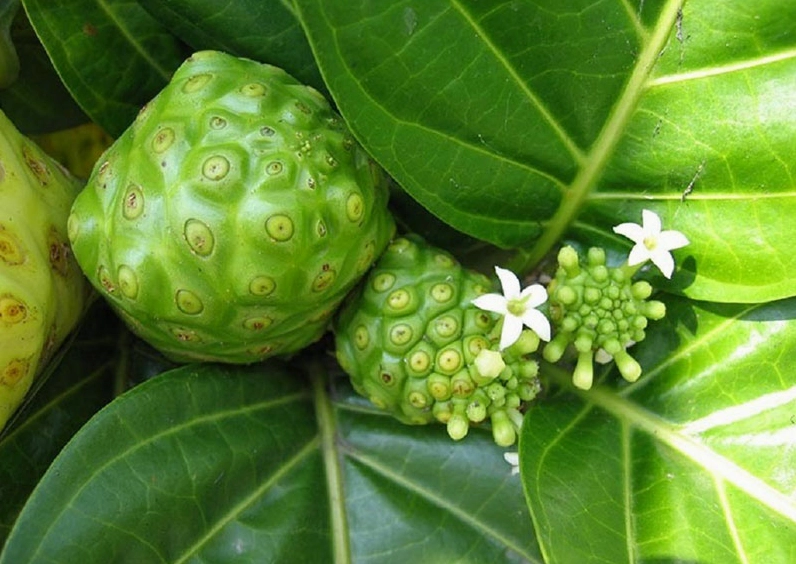 Hoa nhàu màu trắng mọc thành từng cụm